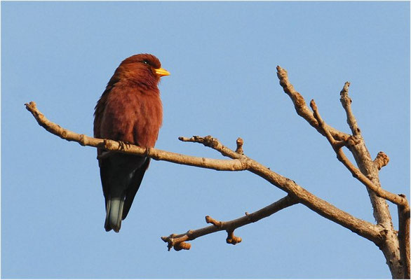 ZIMTROLLER, BROAD-BILLED ROLLER, EURYSTOMUS GLAUCURUS