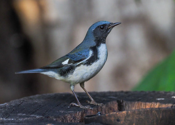 BLAURÜCKENWALDSÄNGER, BLACK-THROATED BLUE WARBLER, SETOPHAGA CAERULECENS