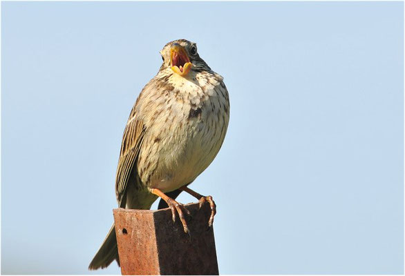 GRAUAMMER, CORN BUNTING, EMBERIZA CALANDRA