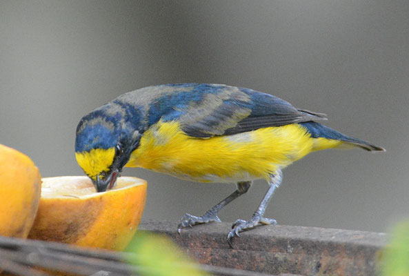 SCHWALBENORGANIST, YELLOW-THROATED EUPHONIA, EUPHONIA HIRUNDINACEA