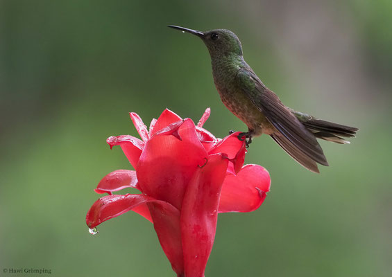 SCHUPPENBRUSTKOLIBRI, SCALY-BREASTED HUMMINGBIRD, PHAEOCHROA CUVIERII