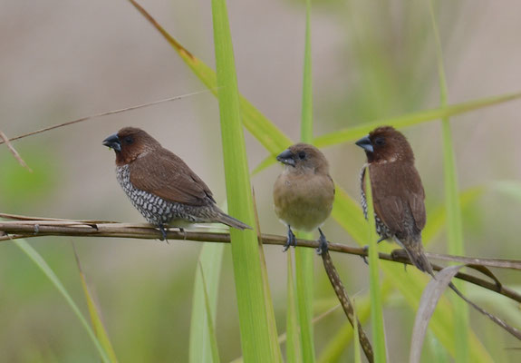 MUSKATFINK, SCALY-BREASTED MUNIA, LONCHURA PUNCTULATA 