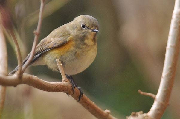 BLAUSCHWANZ, RED-FLANKED BLUETAIL, TARSIGER CYANURUS