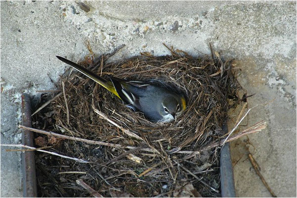 GEBIRGSSTELZE, GREY WAGTAIL, MOTACILLA CINEREA