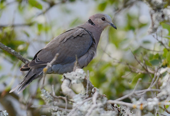KAP-TURTELTAUBE, CAPE TURTLE DOVE, STREPTOPELIA CAPICOLA