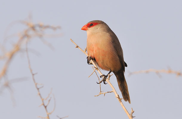 WELLENASTRILD, COMMON WAXBILL, ESTRILDA ASTRILD