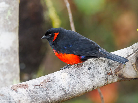 MENNIGOHR-BERGTANGARE, SCARLET-BELLIED MOUNTAIN-TANAGER - ANISOGNATHUS IGNIVENTRIS