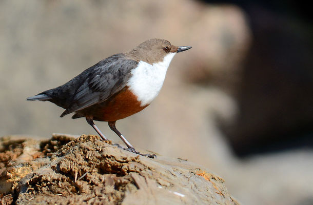 WASSERAMSEL, DIPPER, CINCLUS CINCLUS