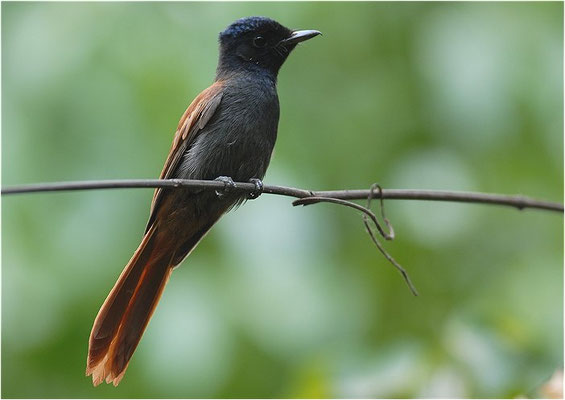 GRAUBRUST-PARADIESSCHNÄPPER, AFRICAN PARADISE FLYCATCHER, TERPSIPHONE VIRIDIS