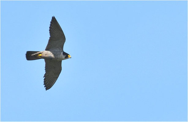 WANDERFALKE, PEREGRINE FALCON, FALCO PEREGRINUS