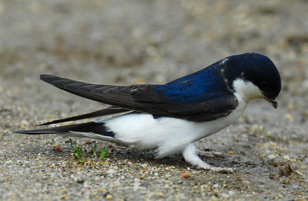 MEHLSCHWALBE, HOUSE MARTIN, DELICHON URBICUM