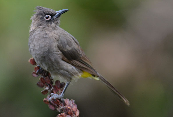 KAPBÜLBÜL, CAPE BULBUL, PYCNONOTUS CAPENSIS