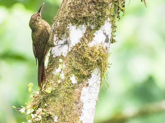 Sternflecken-Baumsteiger, Spotted Woodcreeper - Xiphorhynchus erythropygius