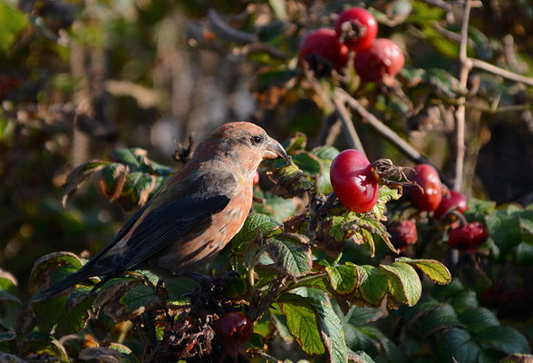 FICHTENKREUZSCHNABEL, COMMON CROSSBILL, LOXIA CURVIROSTRA