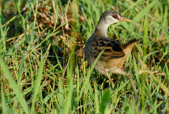 WEISSBRAUENSUMPFHUHN, WHITE-BROWED CRAKE, PORZANA CINEREA