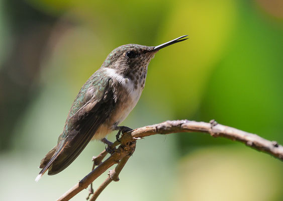 VULKANELFE, VOLCANO HUMMINGBIRD, SELASPHORUS FLAMMULA
