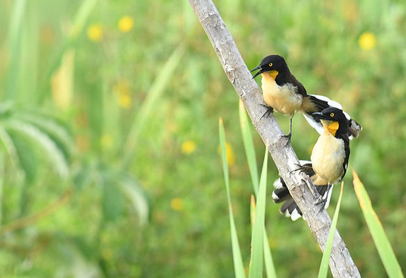 ROHRSPÖTTER, BLACK-CAPPED DONACOBIUS, DONACOBIUS ATRICAPILLA
