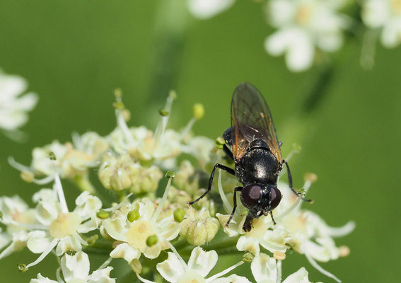 GELBFLÜGEL-ERZSCHWEBFLIEGE, CHEILOSIA IMPRESSA