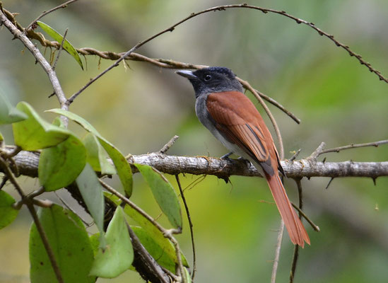 Asiatischer Paradiesschnäpper, Asian Paradise-flycatcher, Persiphone paradisi