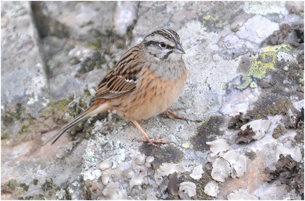 ZIPPAMMER, ROCK BUNTING, EMBERIZA CIA