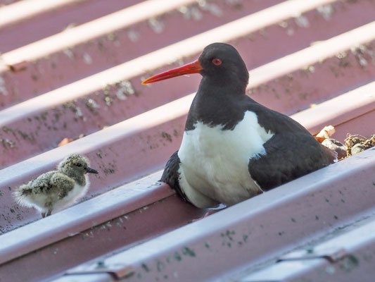 Austernfischer, oystercatcher, Haematopus ostralegus