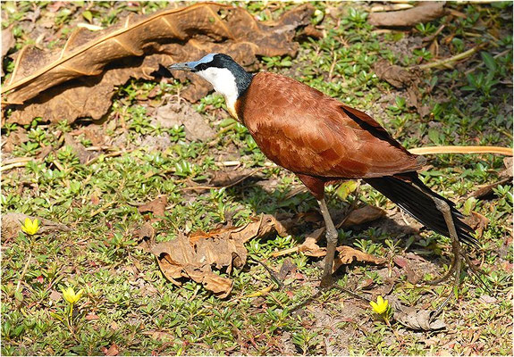 BLAUSTIRN-BLATTHÜHNCHEN, AFRICAN JACANA, ACTOPHILORNS AFRICANUS