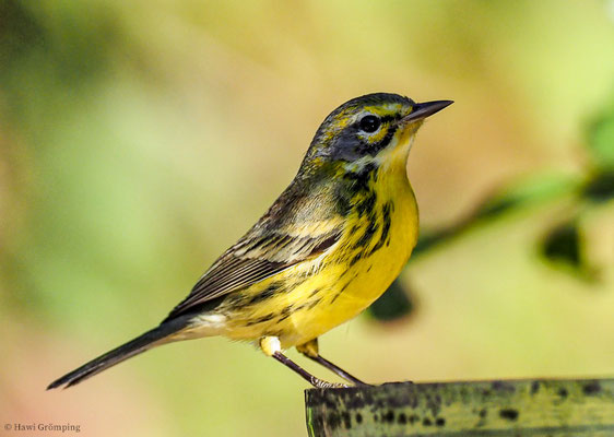 ROSTSCHEITEL-WALDSÄNGER, PRAIRIE WARBLER, DENDROICA DISCOLOR