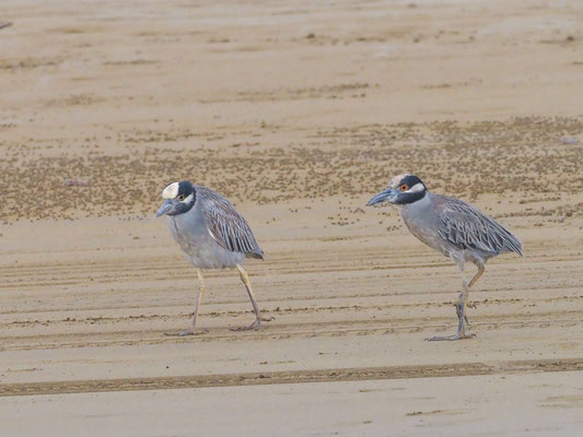 Krabbenreiher, Yellow-crowned Night-Heron - Nyctanassa violacea
