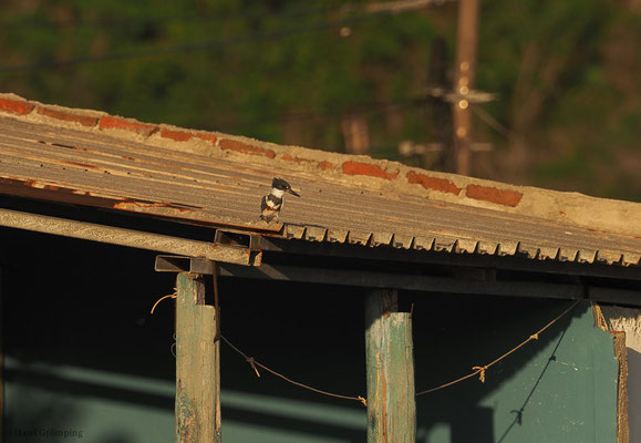 GÜRTELFISCHER, BELTED KINGFISHER, CERYLE ALCYON