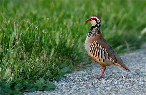 ROTHUHN, RED-LEGGED PARTRIDGE, ALECTORIS RUFA