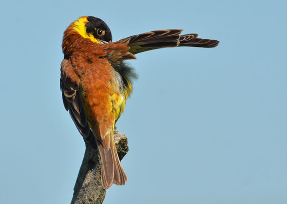 KAPPENAMMER, BLACK-HEADED BUNTING, EMBERIZA MELANOCEPHALA