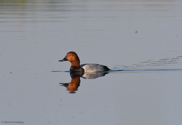TAFELENTE, POCHARD, AYTHYA  FERINA