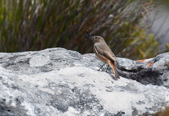 ROSTSCHWANZ, FAMILIAR CHAT, CERCOMELA FAMILIARIS