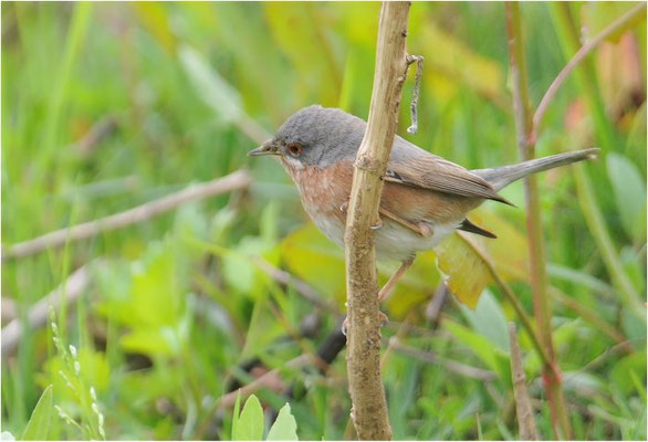 WEISSBARTGRASMÜCKE, SUBALPINE WARBLER, SYLVIA CANTILLANS