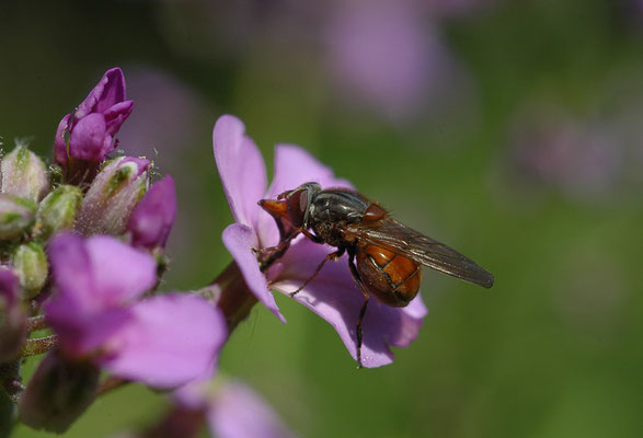 GEMEINE SCHNAUZENSCHWEBFLIEGE, RHINGIA CAMPESTRIS