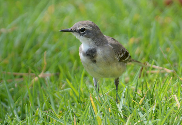 KAPSTELZE, CAPE WAGTAIL, MOTACILLA CAPENSIS