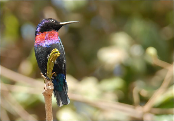 ROTBAUCH-NEKTARVOGEL, SPLENDID SUNBIRD, NECTARINIA COCCINIGASTER