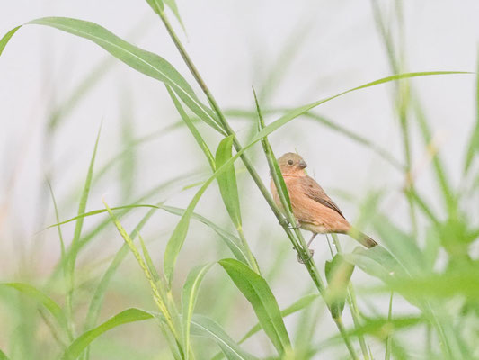 Braunbauchspelzer, Chestnut-bellied Seed-Finch - Sporophila angolensis