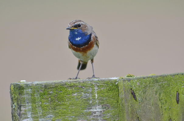 BLAUKEHLCHEN, BLUETHROAT, LUSCINIA SVECICA