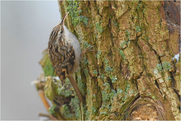 GARTENBAUMLÄUFER, SHORT-TOED TREECREEPER, CERTHIA BRACHYDACTYLA