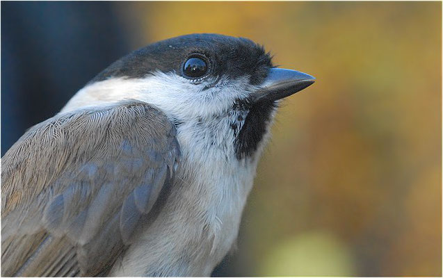 SUMPFMEISE, MARSH TIT, POECILE PALUSTRIS