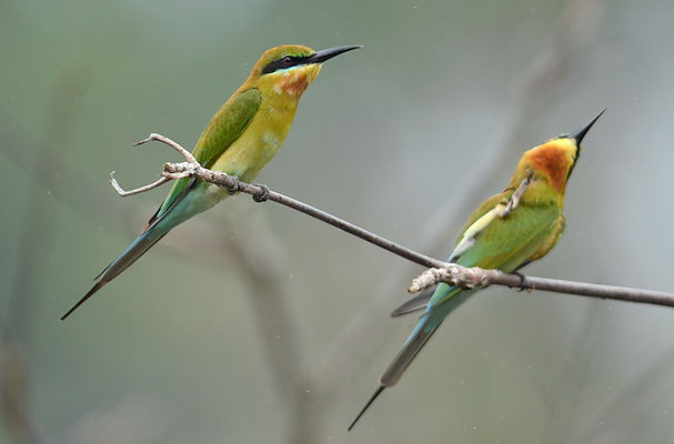 BLAUSCHWANZSMARAGDSPINT, BLUE-TAILED BEE-EATER, MEROPS PHILIPPINIS