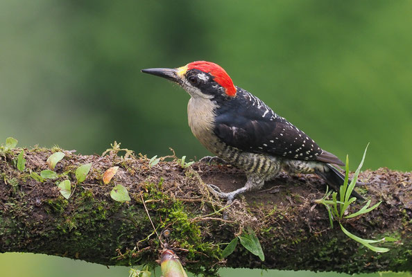 SCHLÄFENFLECKENSPECHT, BLACK-CHEEKED WOODPECKER, MELANERPES PUCHERANI
