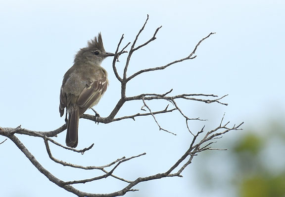 GELBBAUCH-OLIVTYRANN, YELLOW-BELLIED ELAENIA, ELAENIA FLAVOGASTER
