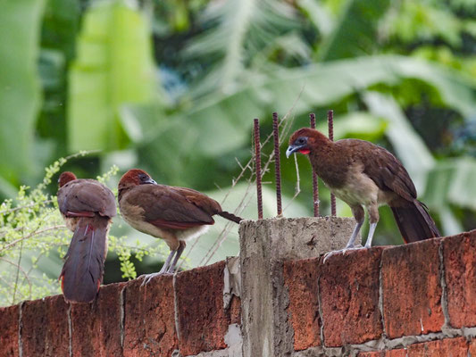 ROTKOPFGUAN, RUFOUS-HEADED CHACHALACA - ORTALIS ERYTHROPTERA