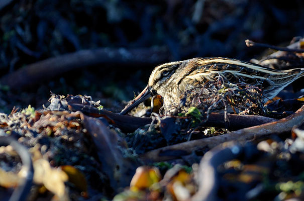 ZWERGSCHNEPFE, JACK SNIPE, LYMNOCRYPTES MINIMUS