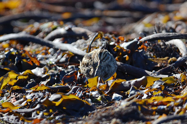 ZWERGSCHNEPFE, JACK SNIPE, LYMNOCRYPTES MINIMUS