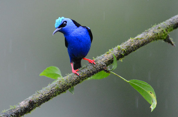 TÜRKISNASCHVOGEL, RED-LEGGED HONEYCREEPER, CYANERPES CYANEUS