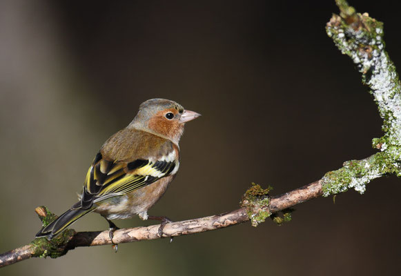 BUCHFINK, CHAFFINCH, FRINGILLA COELEBS