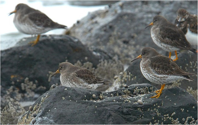 MEERSTRANDLÄUFER, PURPLE SANDPIPER, CALIDRIS MARITIMA
